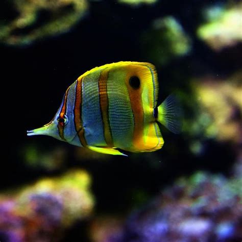 招財小型魚|養魚招財，別在猶豫了！快把財神請進門